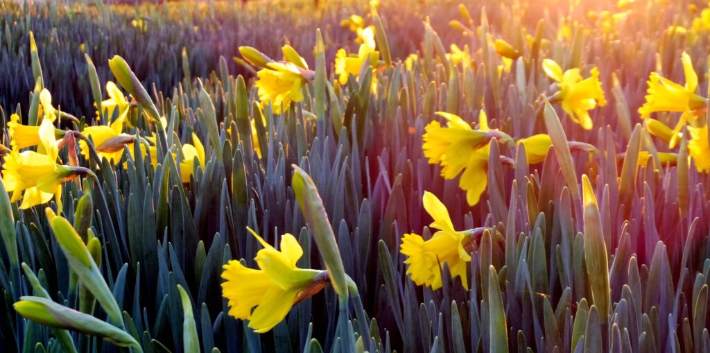 Kate Charles Garden Design Worcester Signs of Spring Daffodils opening in bud
