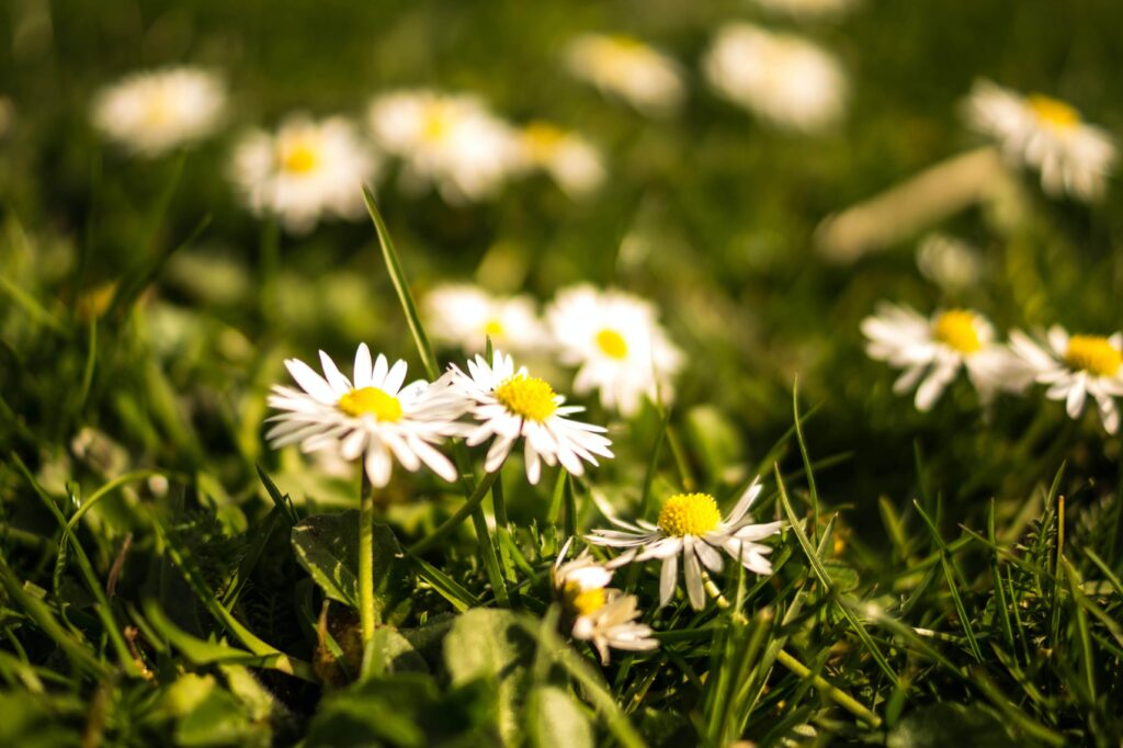 Common daisies scattered amongst green grass