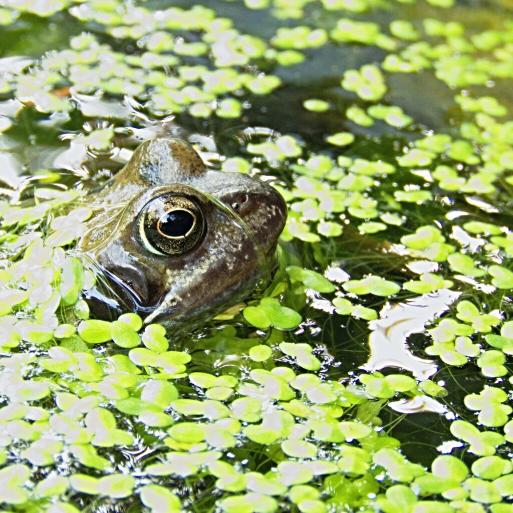 Brown frog head peeking up from a pond which is covered in pondweed.
