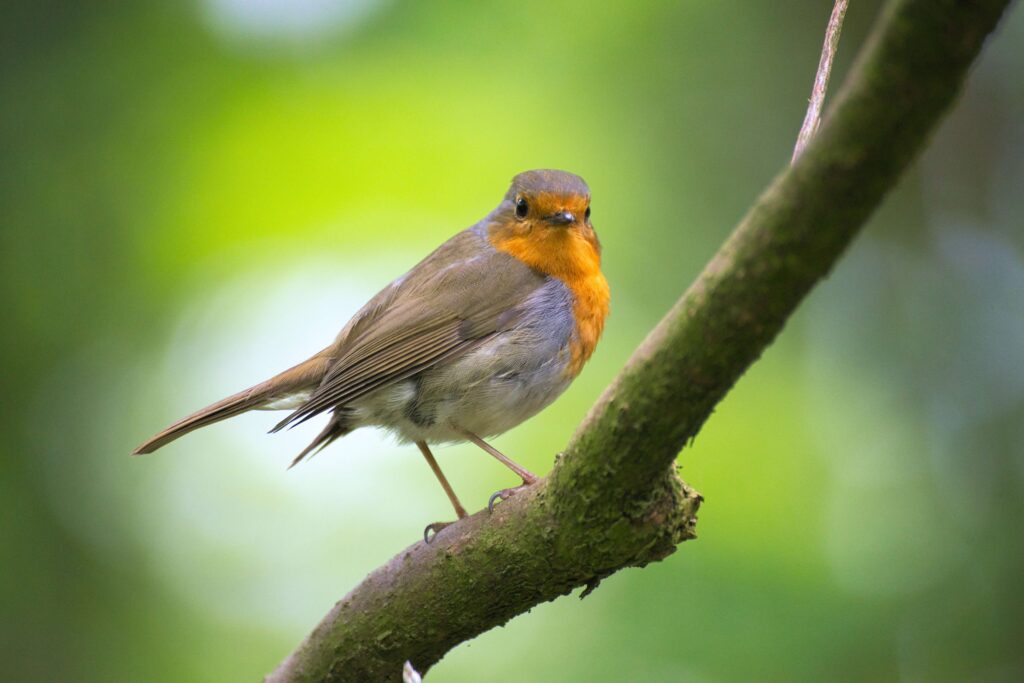 A robin sitting on a branch looking at the camera with a green foliage background.