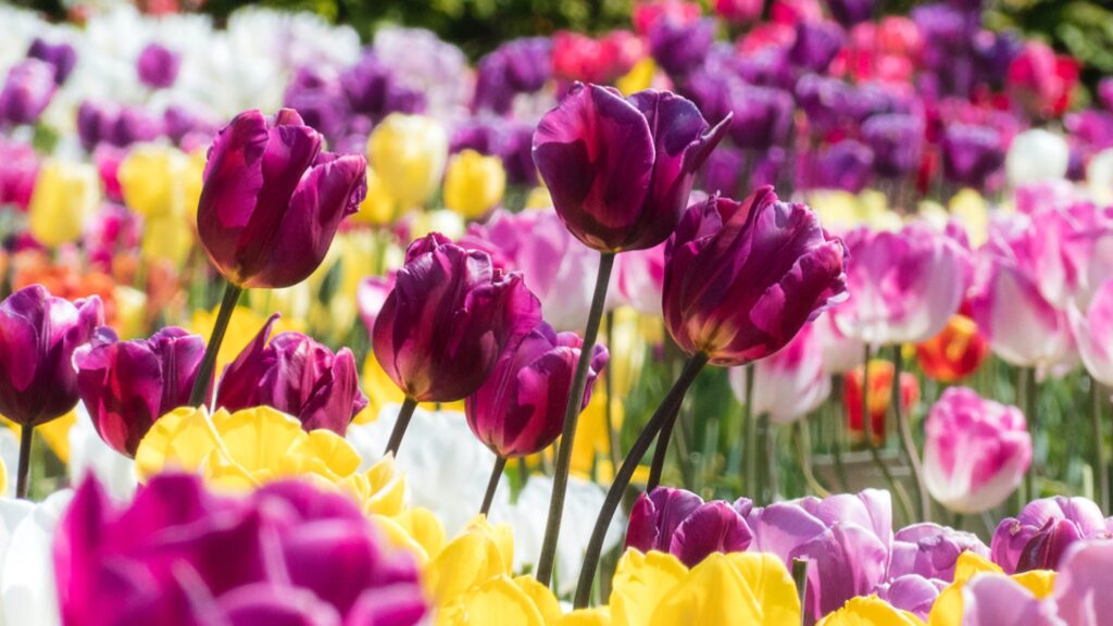 Kate Charles Garden Design Bulb Planting Season Tulips