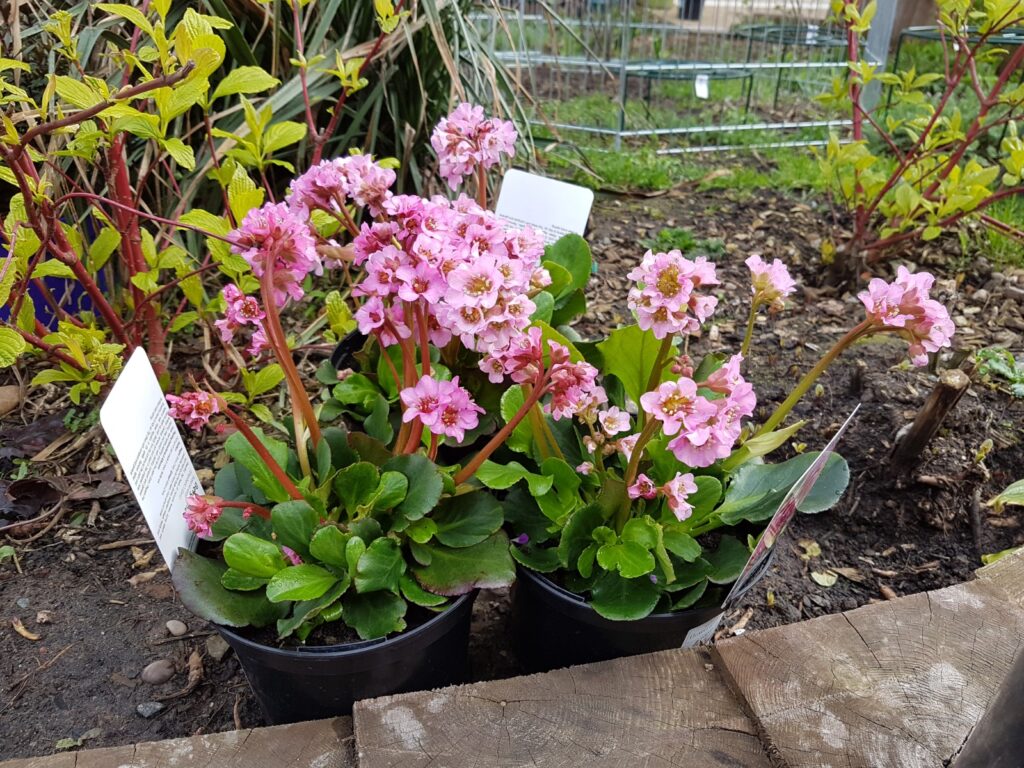 A photograph of newly purchased plants from the garden centre. They have pink flowers.
