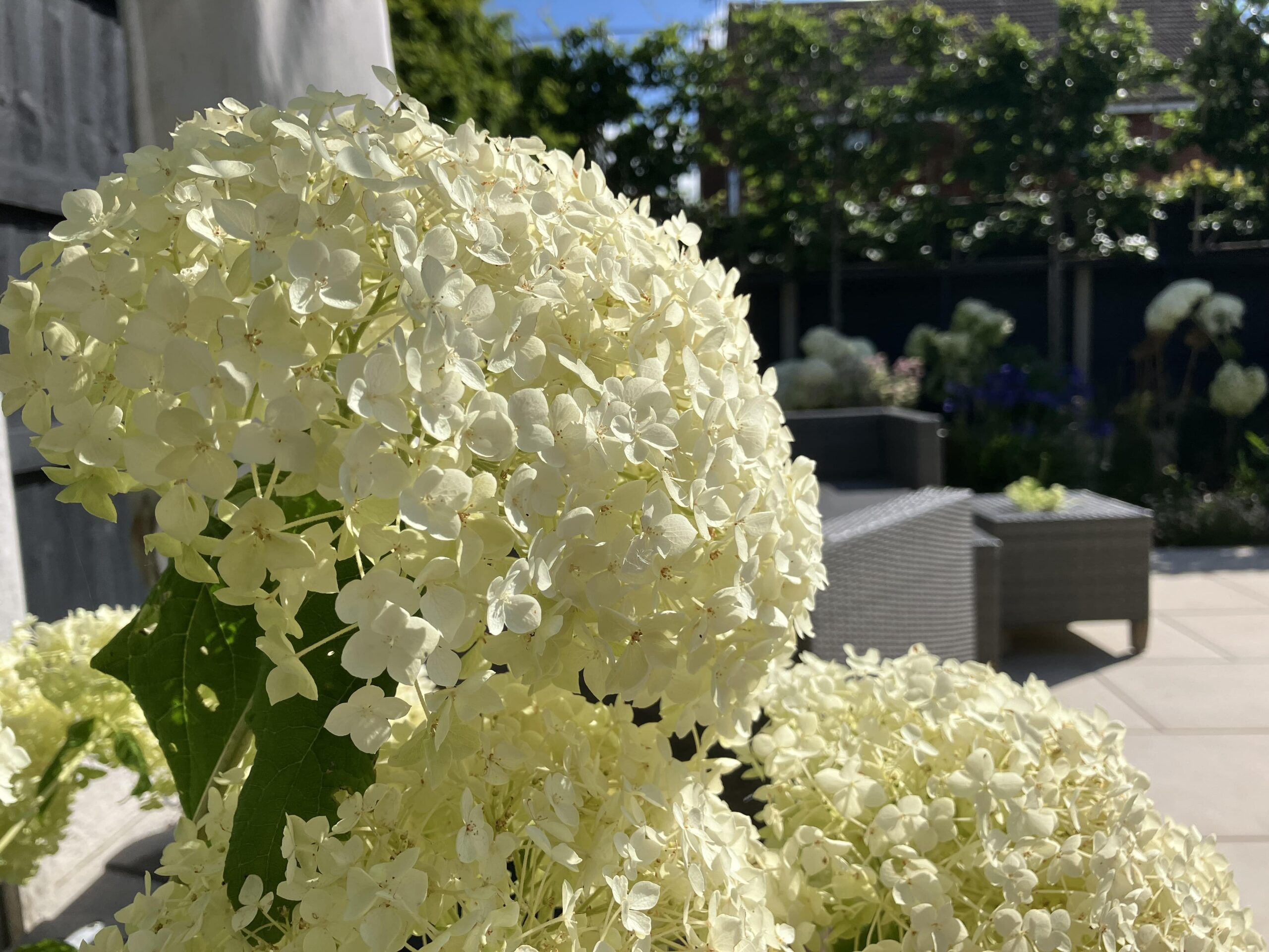 Hydrangea Image