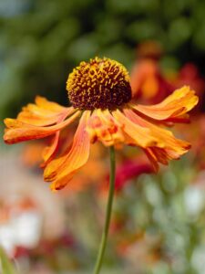 Worcestershire Helenium Moerheim Beauty