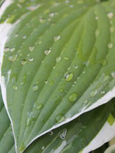 Worcestershire Hosta