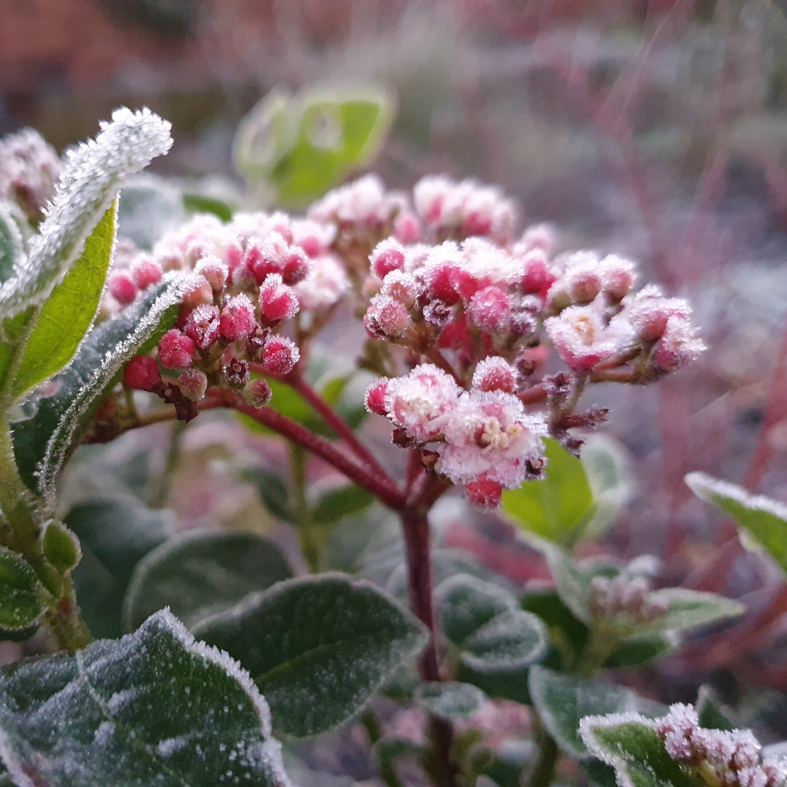 7 Must-have plants for Winter Colour