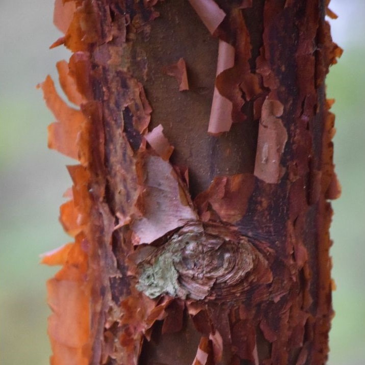 Kate Charles Garden Design - Acer griseum - noted for its attractive bark