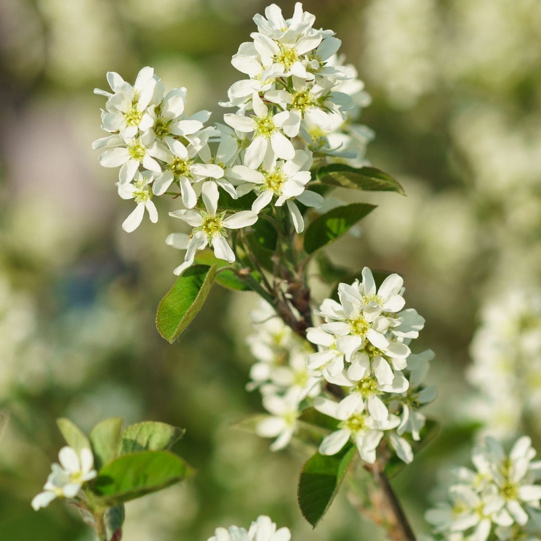 Kate Charles Garden Design - Amelanchier - a beautiful multistemmed tree with year round appeal