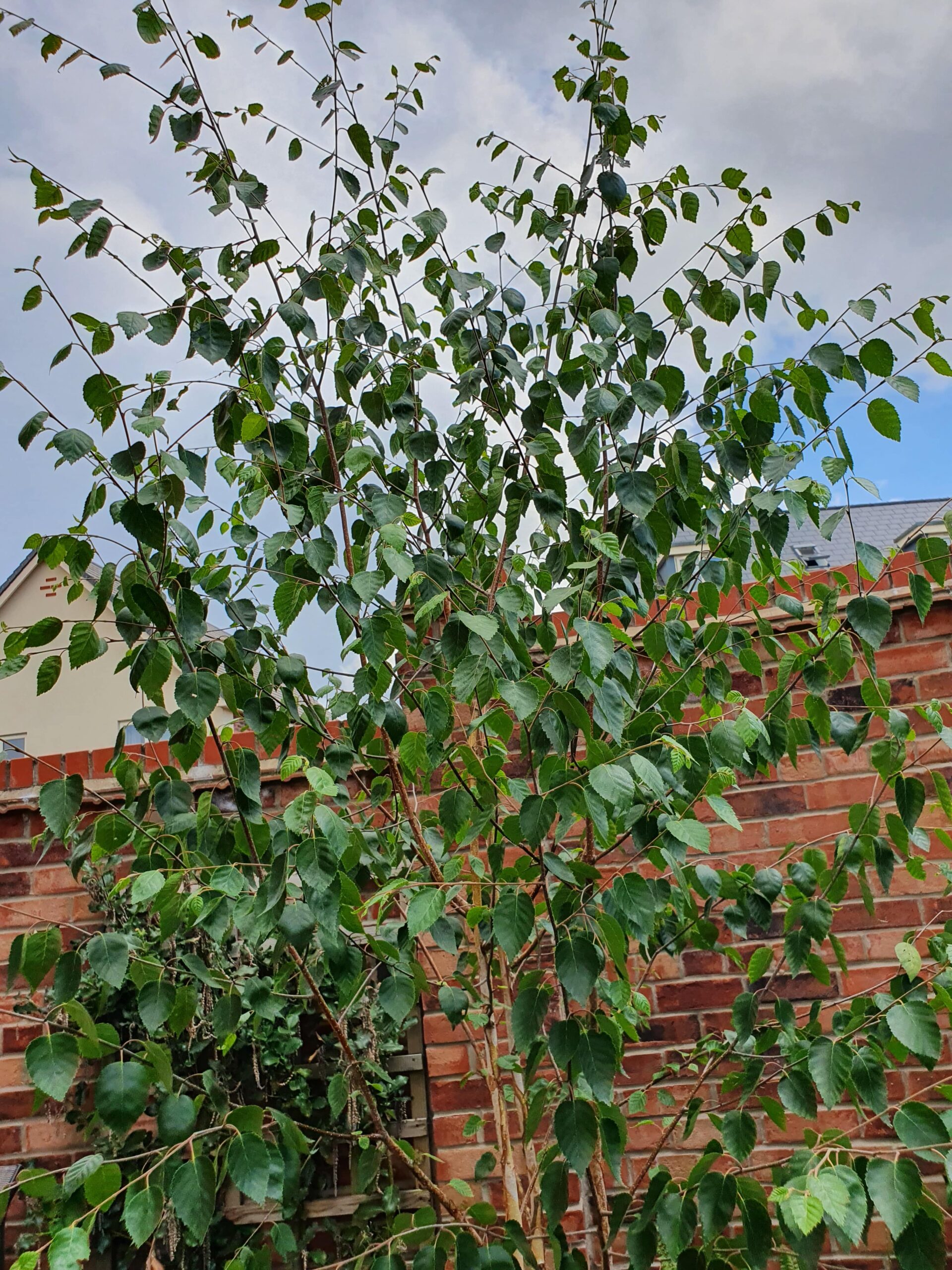 Betula utilis jaquemontii - a small multistemmed tree