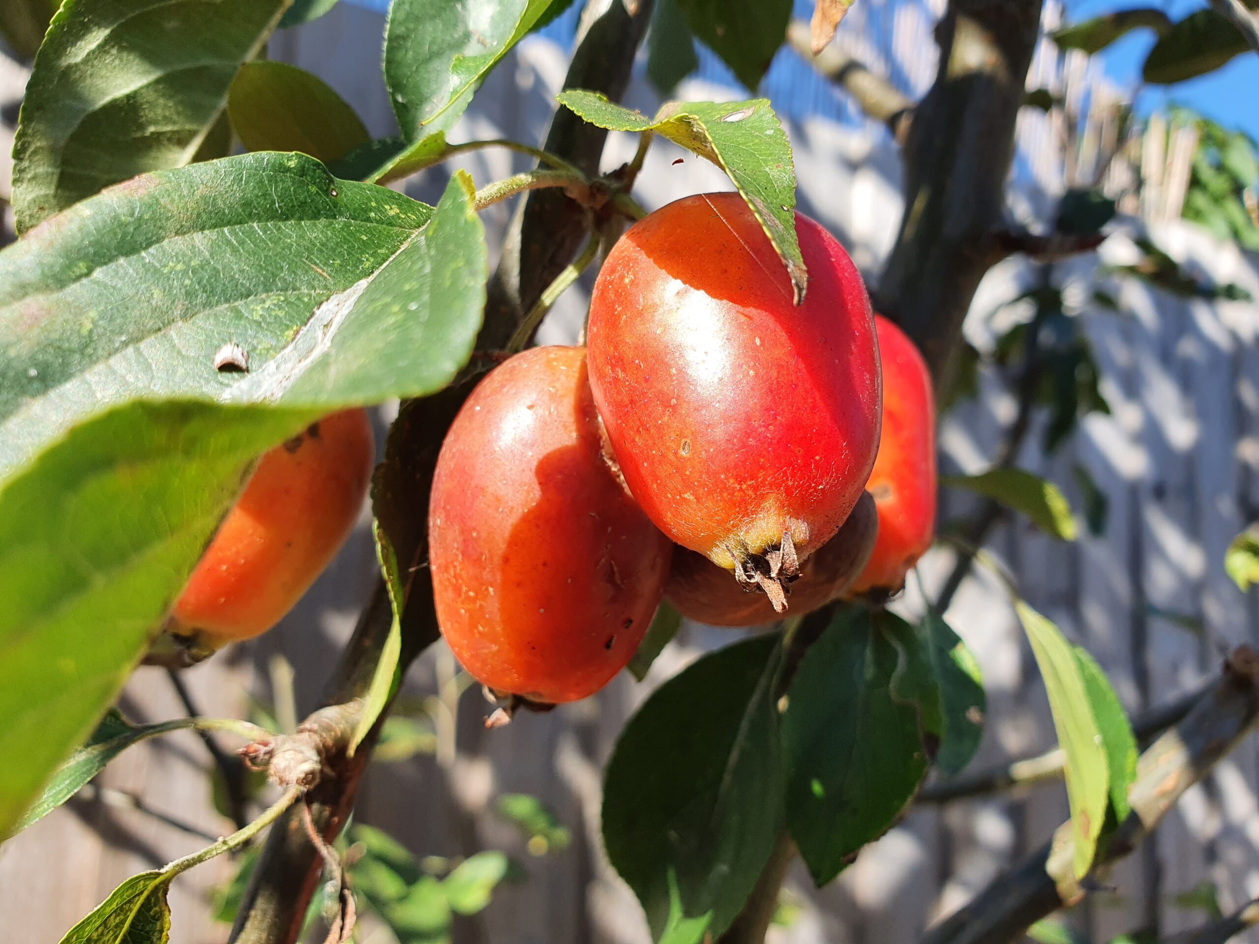 Kate Charles Garden Design - Malus 'John Downey' - beautiful large fruits