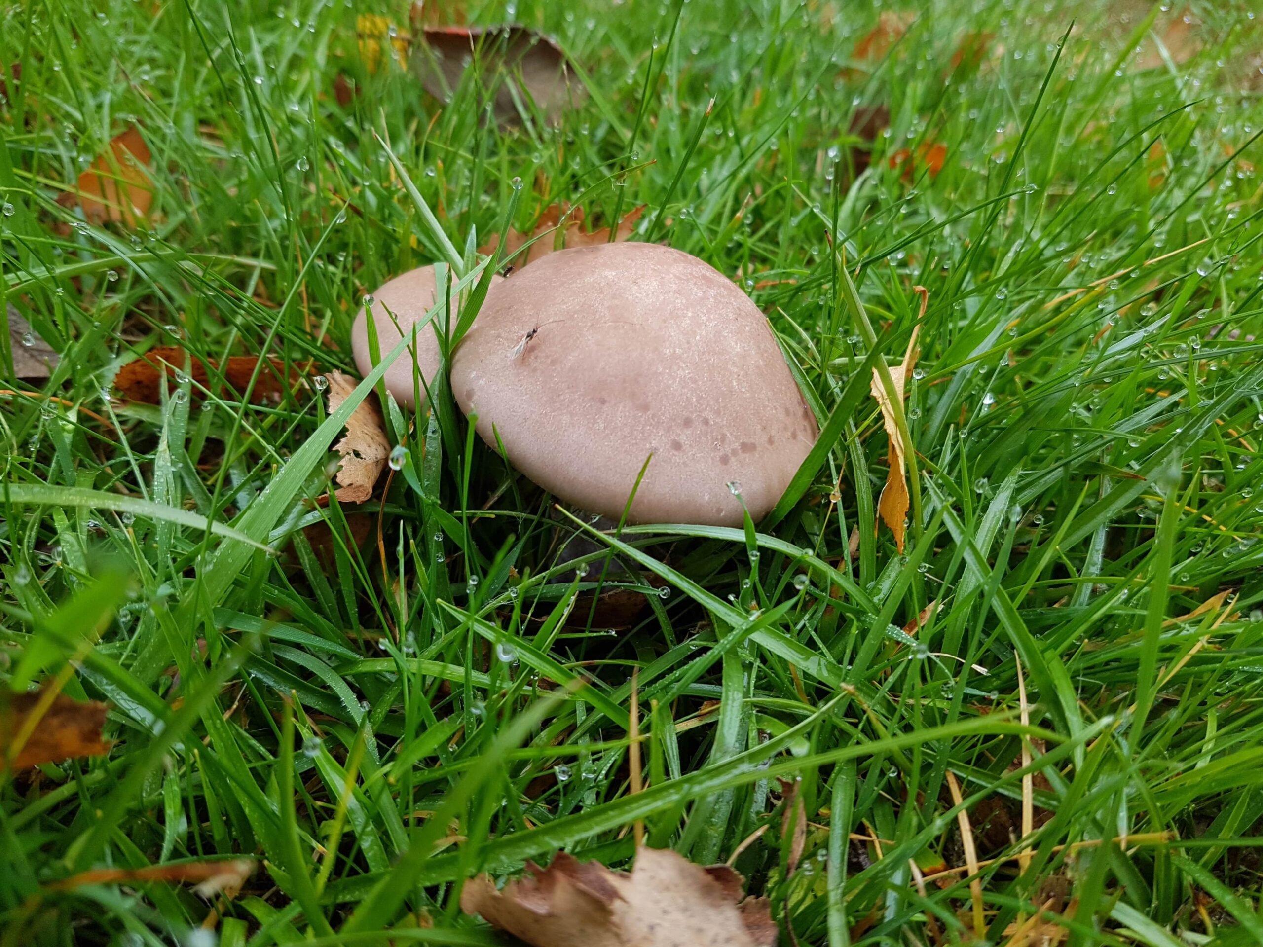 Kate Charles Garden Design - Poss Wood Blewit - evidence of an active mycorrhizal network