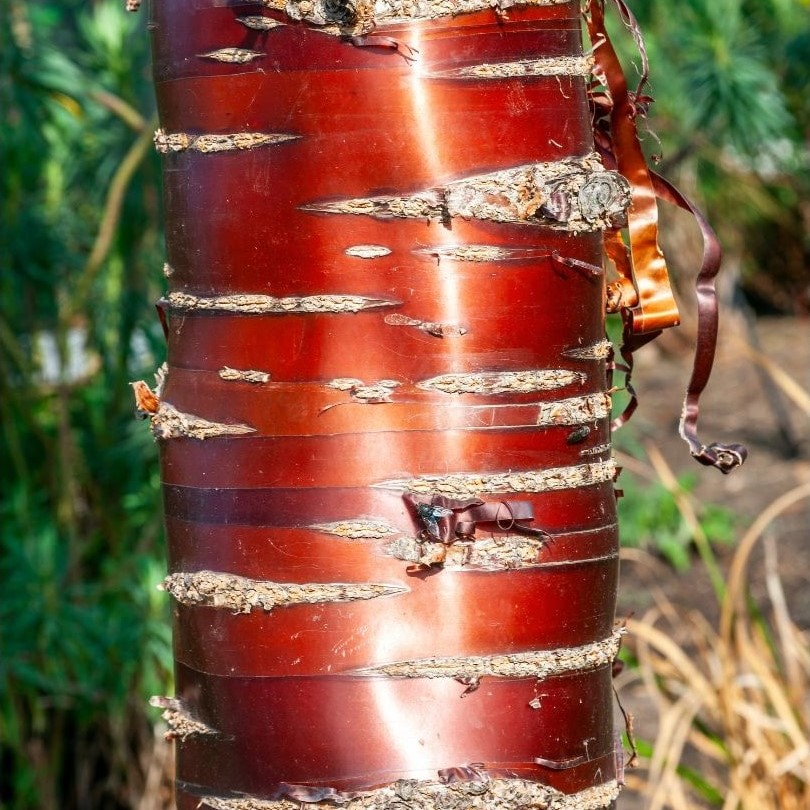 Kate Charles Garden Design - Prunus serrula - with stunning shimmering bark