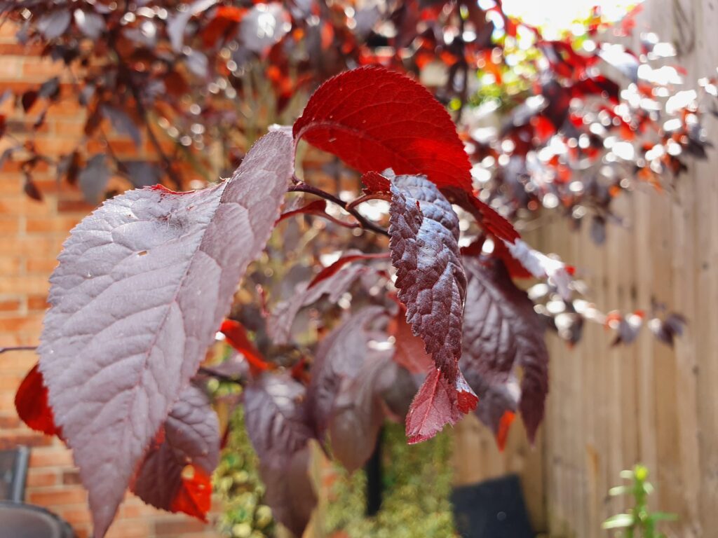 Kate Charles Garden Design - Trees - Prunus x cerasifera 'Nigra' a flowering cherry with stunning foliage