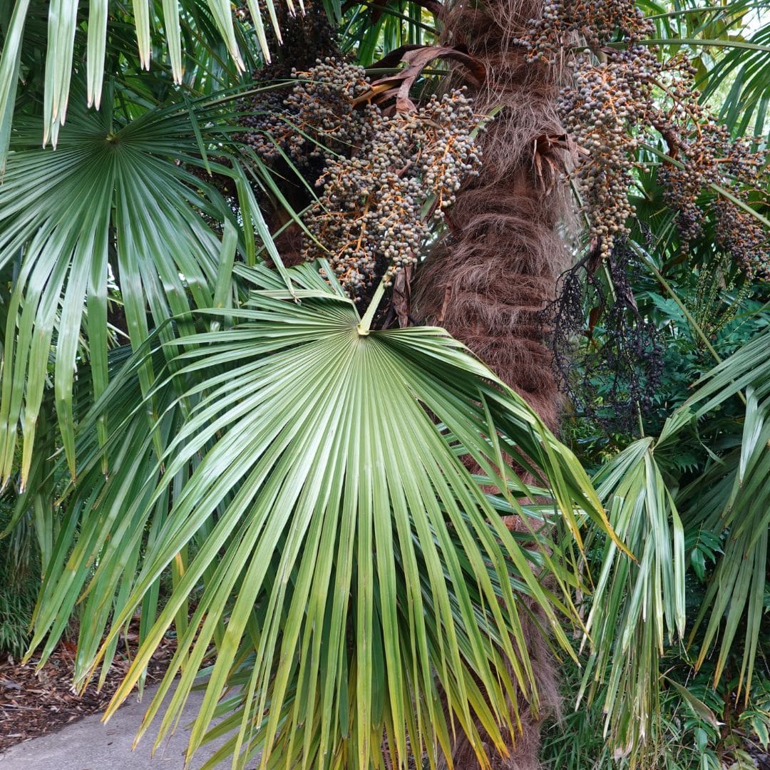 Kate Charles Garden Design - Trachycarpus fortunei - a striking feature tree but only in the right place