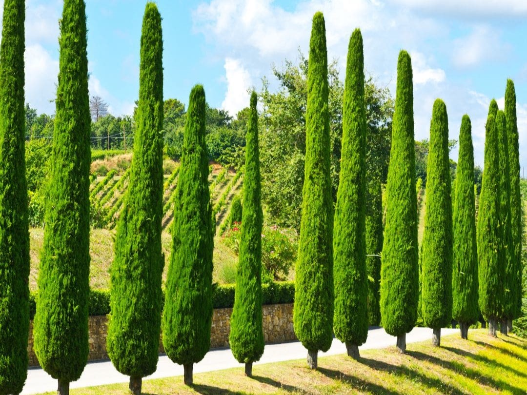 Kate Charles Garden Design - cupressus sempervirens - impressive but suitable for landscapes, not gardens