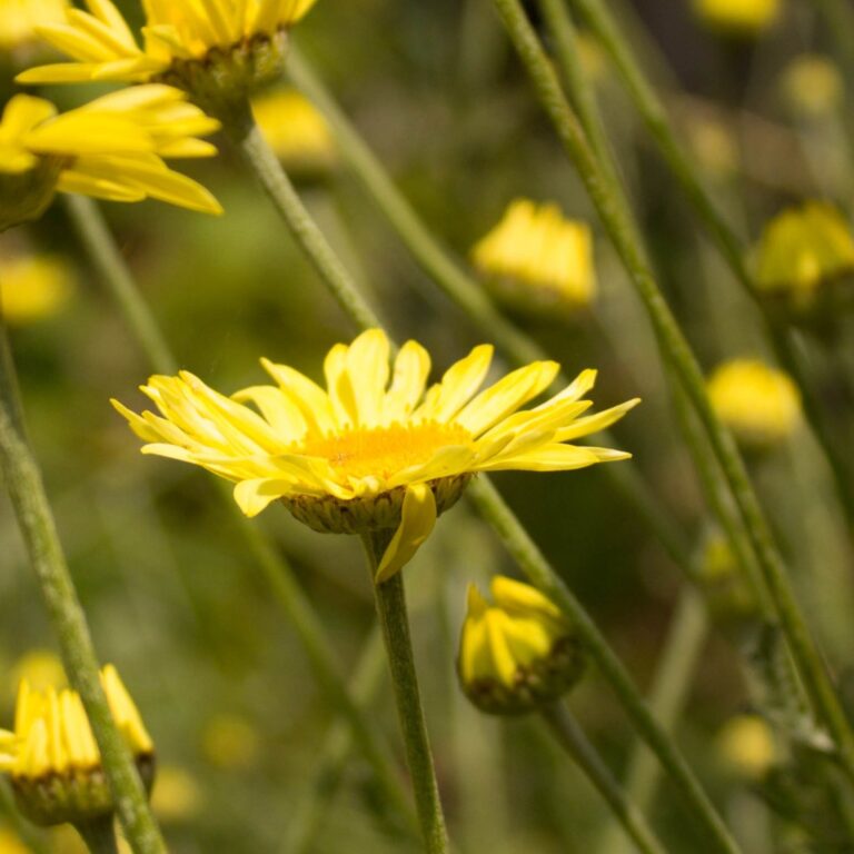 Binomial - Anthemis ‘E.C.Buxton’