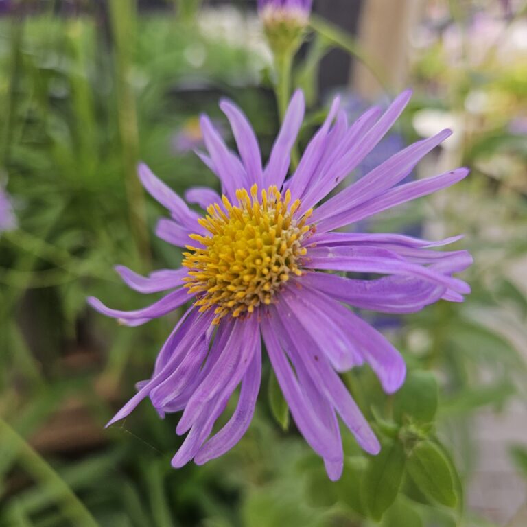 Binomial - Aster 'Monch'