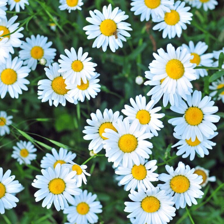 Binomial - Bellis Perennis