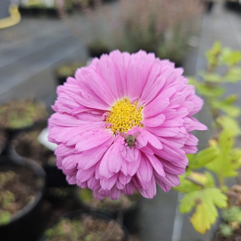 Binomial - Chrysanthemum 'Bretforton Road'