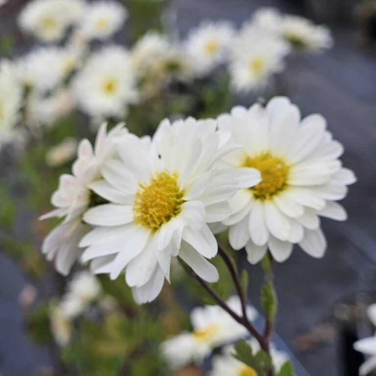 Binomial - Chrysanthemum 'E.H. Wilson'