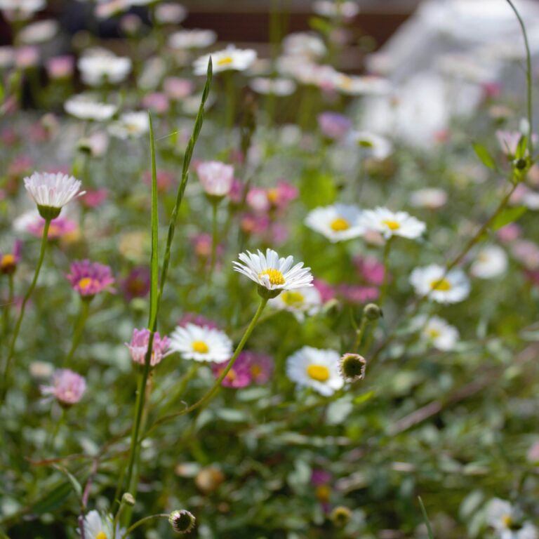 Binomial - Erigeron karvinskianus