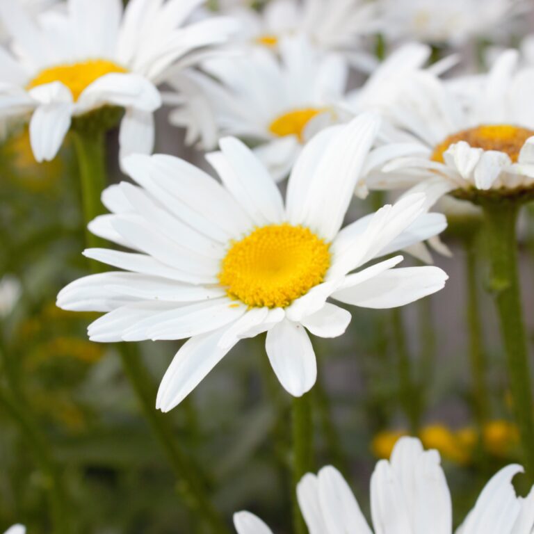 Binomial - Leucanthemum × superbum