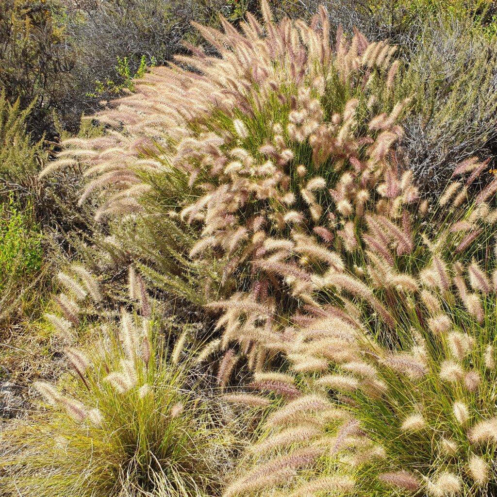 Texture in your garden - native Pennisetum