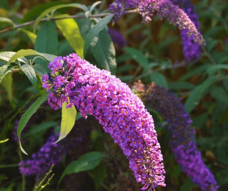 Kate Charles Garden Design – Buddleia Close up of Buddleia, a purple cone shaped cluster of flowers