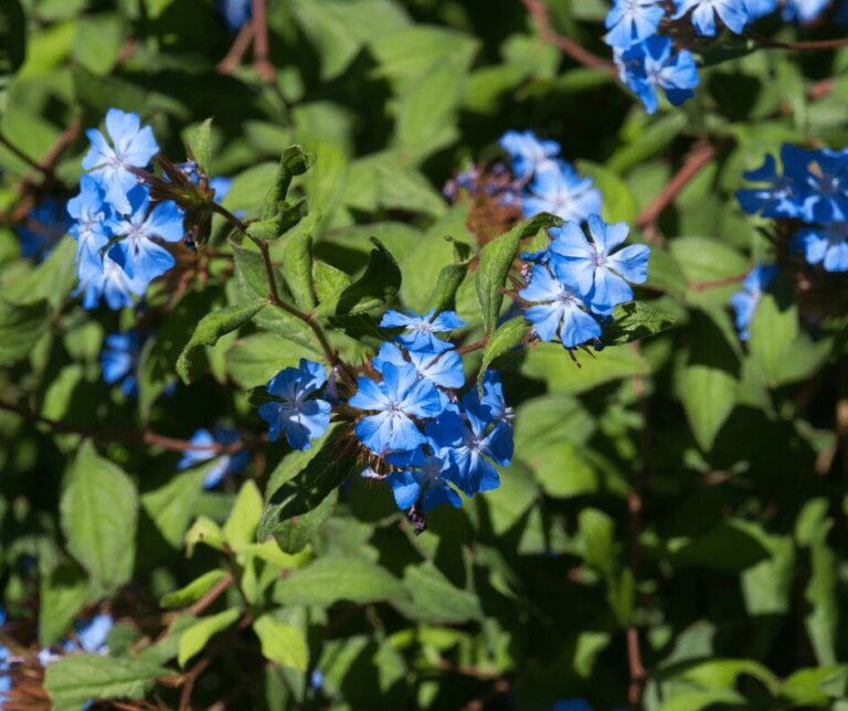 Kate Charles Garden Design – Ceratostigma willmottianum Beautiful blue clusters of shrubby plumbago flowers and green foliage