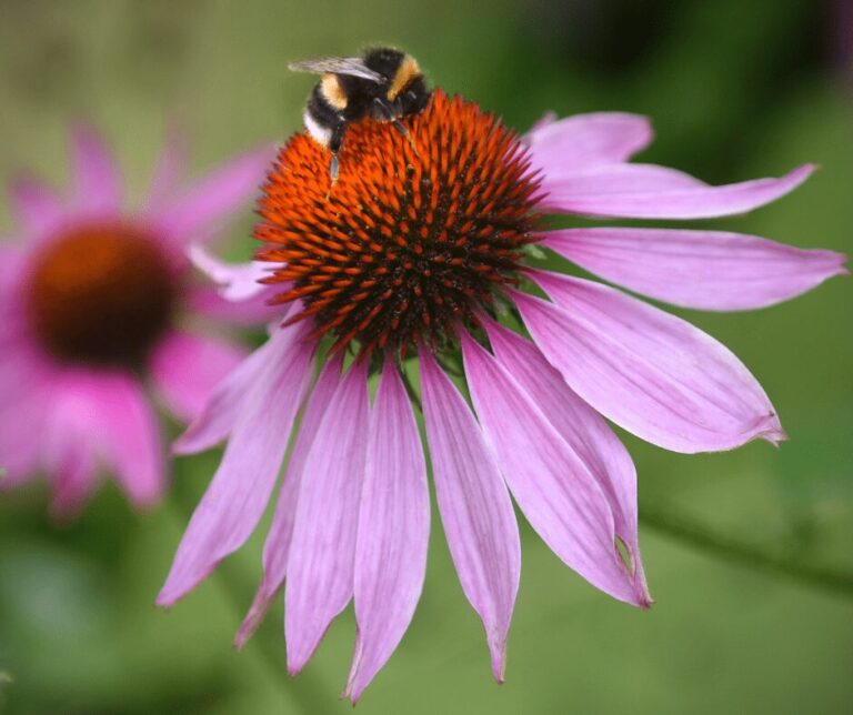 Kate Charles Garden Design – Coneflower (Echinacea) Pink coneflower echinacea with a bumblebee on it.