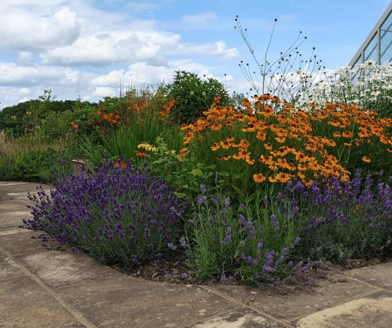 Kate Charles Garden Design – Lavender Lavender in a thriving flowerbed full of different coloured flowers, orange, yellow and red