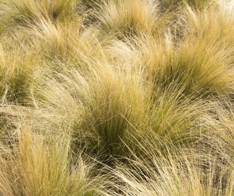 Kate Charles Garden Design – Mexican Feather Grass Mexican Feather Grass