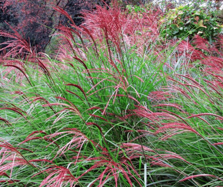 Kate Charles Garden Design – Miscanthus Miscanthus sinensis ‘Flamingo’ which is a dark green grass with vibrant hot pink flower heads.