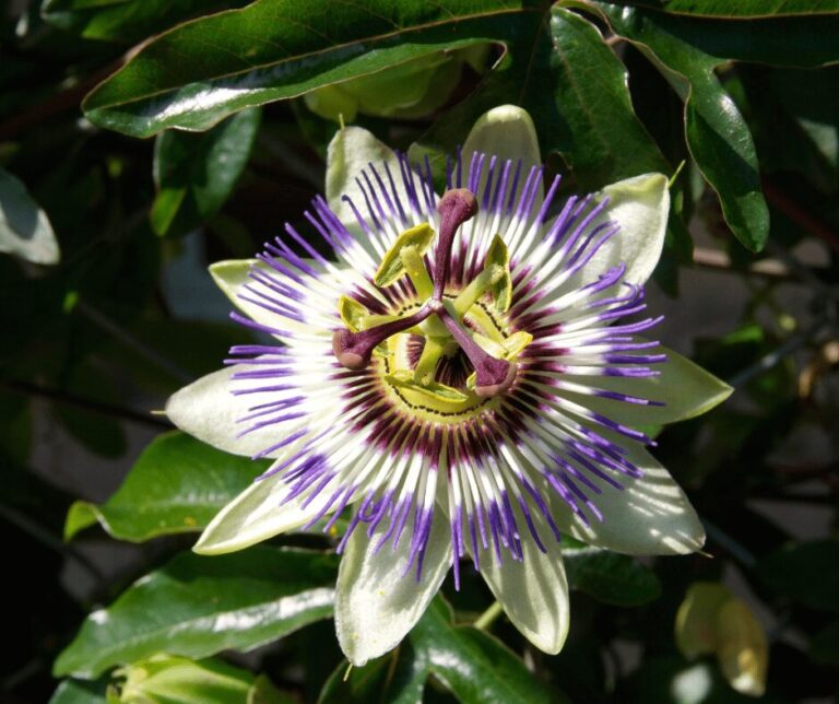 Kate Charles Garden Design – Passiflora Closeup of a Passiflora flower