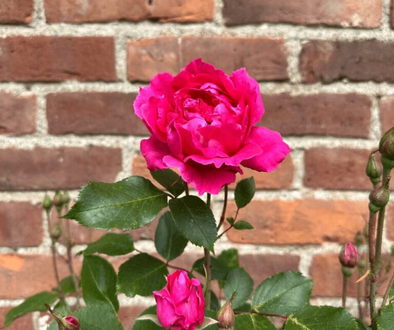 Kate Charles Garden Design – Rose A dark pink rose against a red brick wall