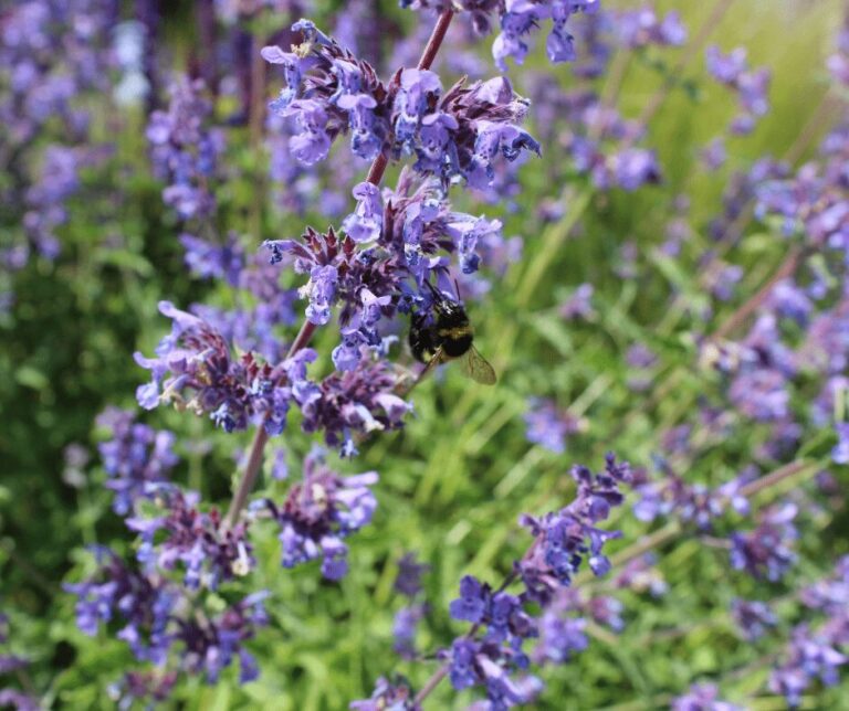 Kate Charles Garden Design – Salvia ‘Blue Spire’ Salvia ‘Blue Spire’ close up image with a bee pollinating the flowers