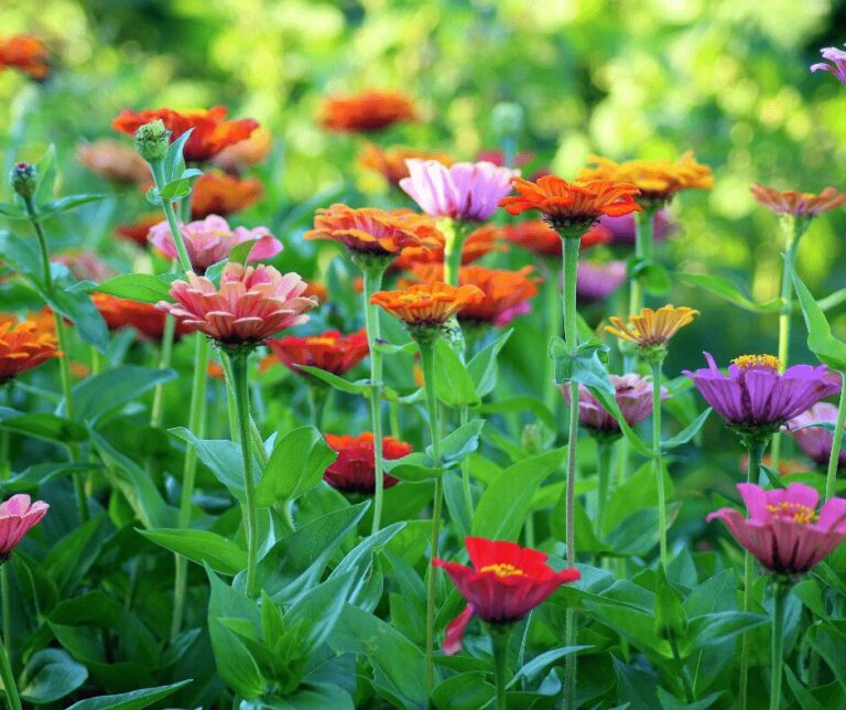 Kate Charles Garden Design – Zinnia A range of different coloured Zinnia