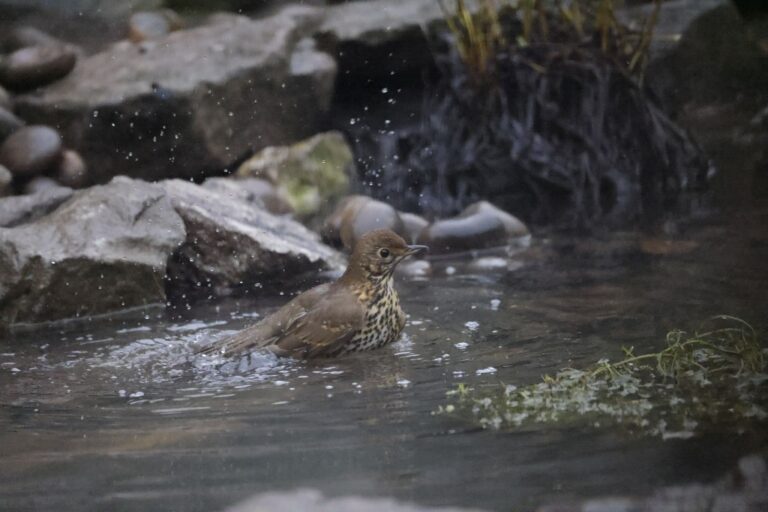Water Feature - Thrush in New Pond