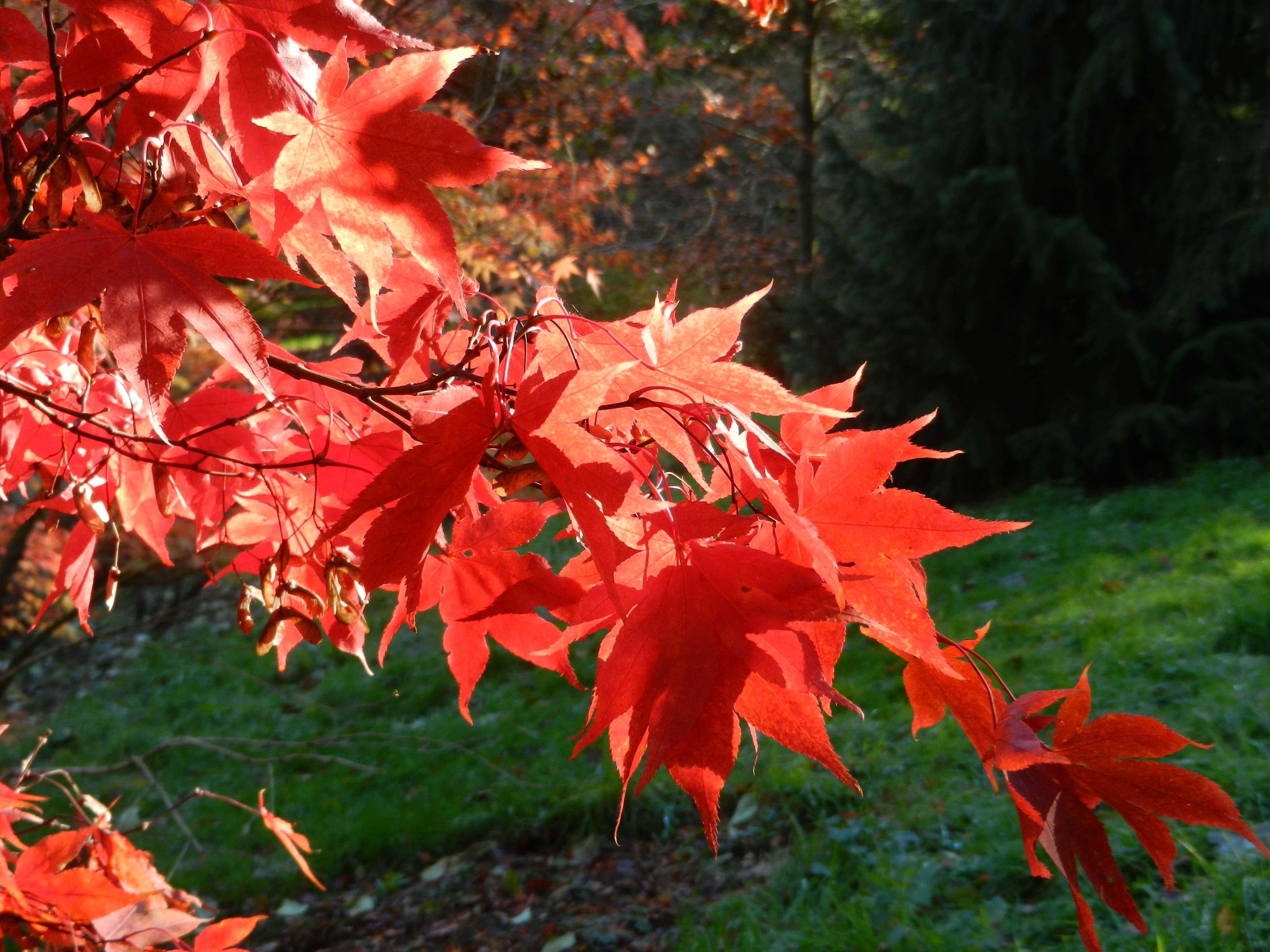Why Autumn planting is a great idea