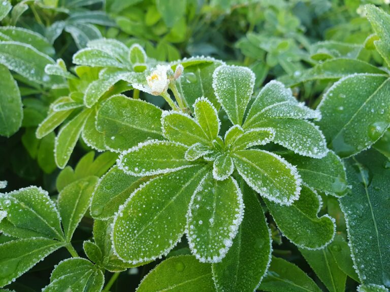 Kate Charles Garden Design – Choisya-ternata Winter Frosted Kate Charles Garden Design - Choisya-ternata Winter Frosted