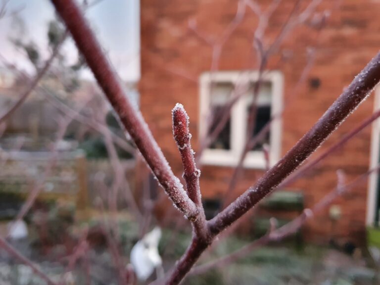 Kate Charles Garden Design – Cornus controversia variegate bud frosted 1 Kate Charles Garden Design - Cornus controversia variegate bud winter frost