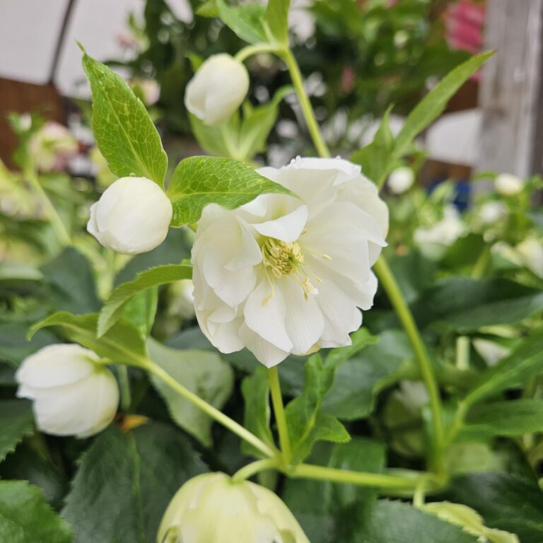 Kate Charles Garden Design – Helleborus Christmas Rose in Winter Kate Charles Garden Design - Helleborus Christmas Rose in Winter