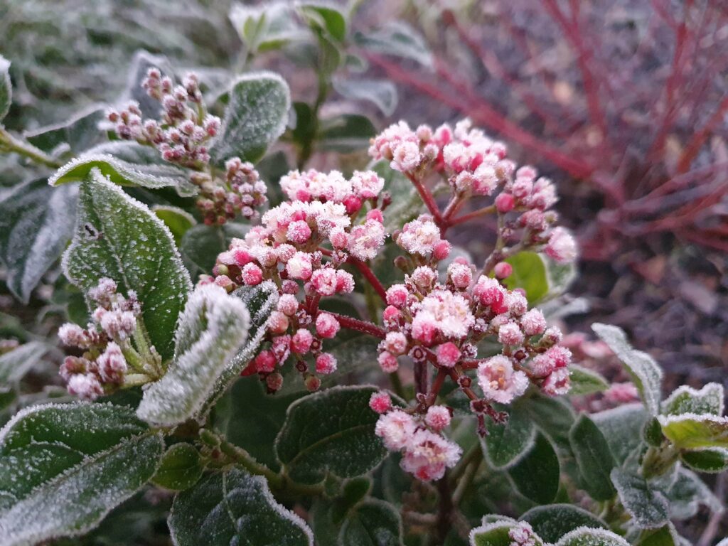 Kate Charles Garden Design - Virburnum Winter Frosted