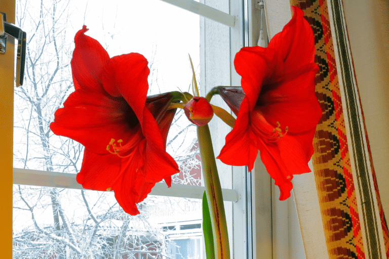 Kate Charles Garden Design – Amaryllis