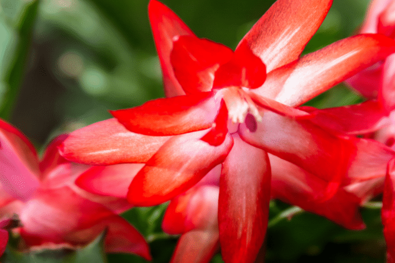 Kate Charles Garden Design – Christmas Cactus