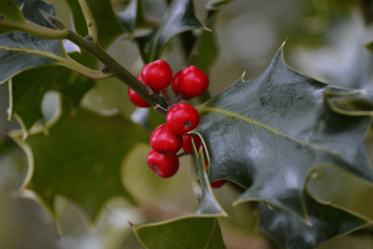 Kate Charles Garden Design – Holly