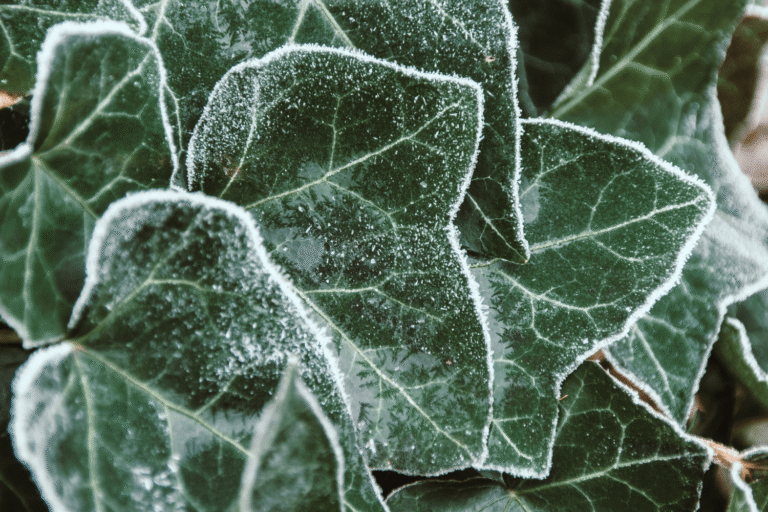 Kate Charles Garden Design – Ivy