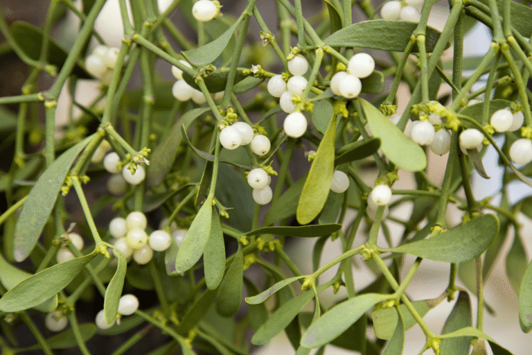 Kate Charles Garden Design – Mistletoe