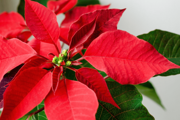 Kate Charles Garden Design – Poinsettia