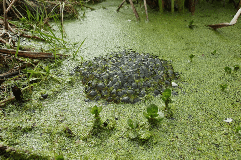 Wildlife in your garden – Frogspawn – Kate Charles Garden Design Wildlife in your garden - Trush - Kate Charles Garden Design